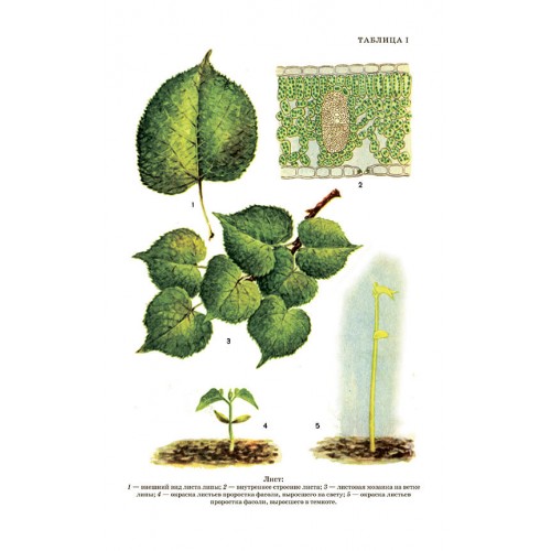 Ботаника. Учебник для 5-6 классов средней школы [1957] купить в интернет-магазин «Аврора» за 510.0000! Быстрая доставка!